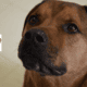 HUMANE SOCIETY OF WARREN COUNTY